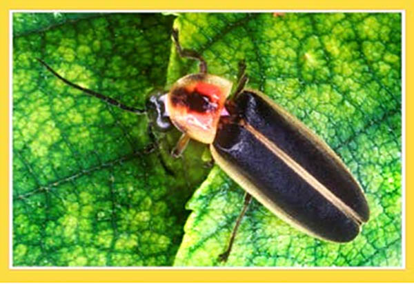Figure 1 Photinus Pyralis adult Lloyd 2018jpg